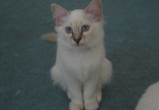 White Kitten